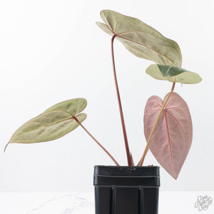 Anthurium Red Velvet Cake '24' x Zara '29' by DocBlock® (wk21-N)