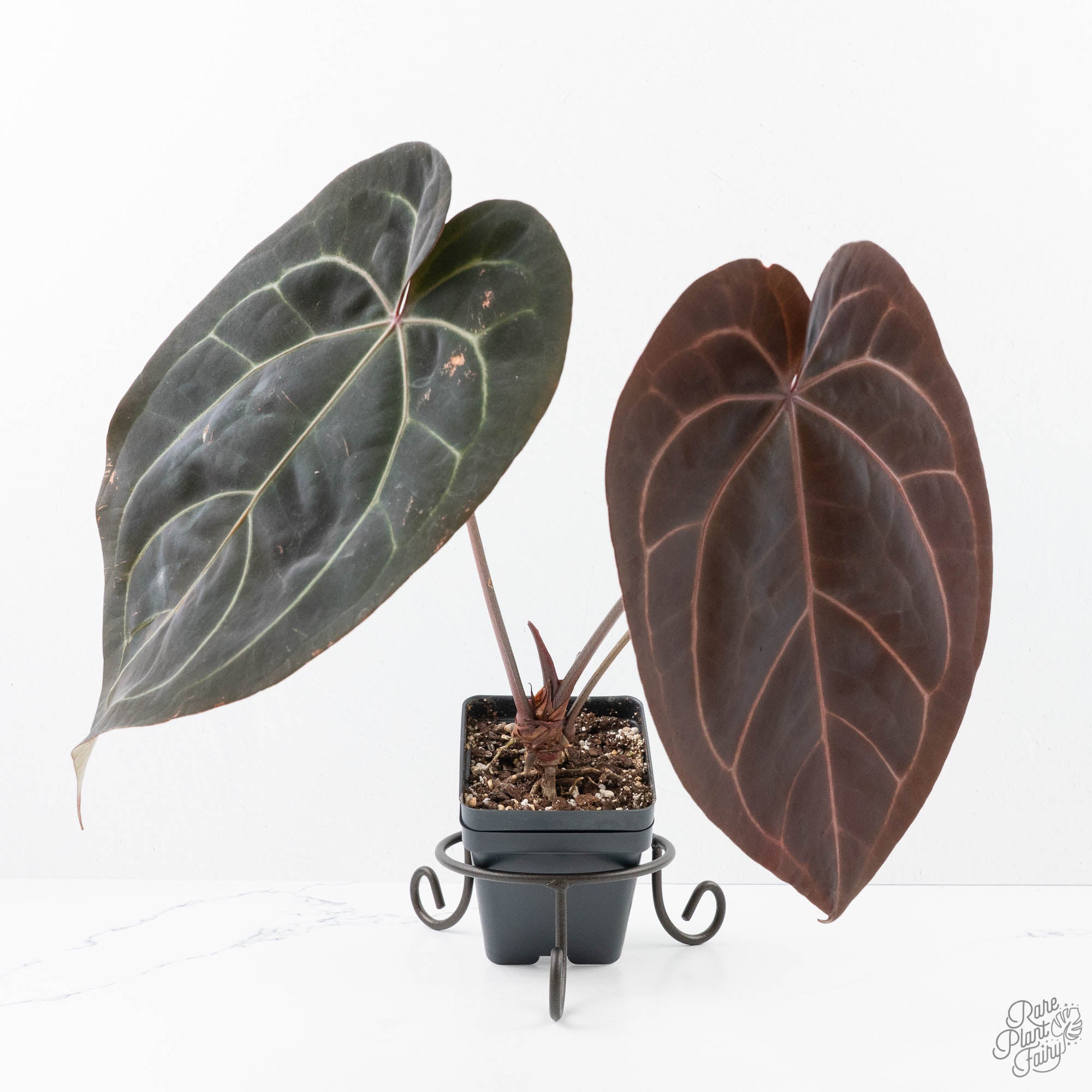 Anthurium Red Velvet Cake '24' x Zara '29' by DocBlock® (wk21-O