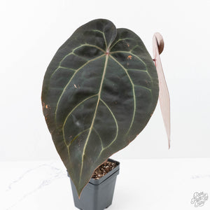 Anthurium Red Velvet Cake '24' x Zara '29' by DocBlock® (wk21-O)