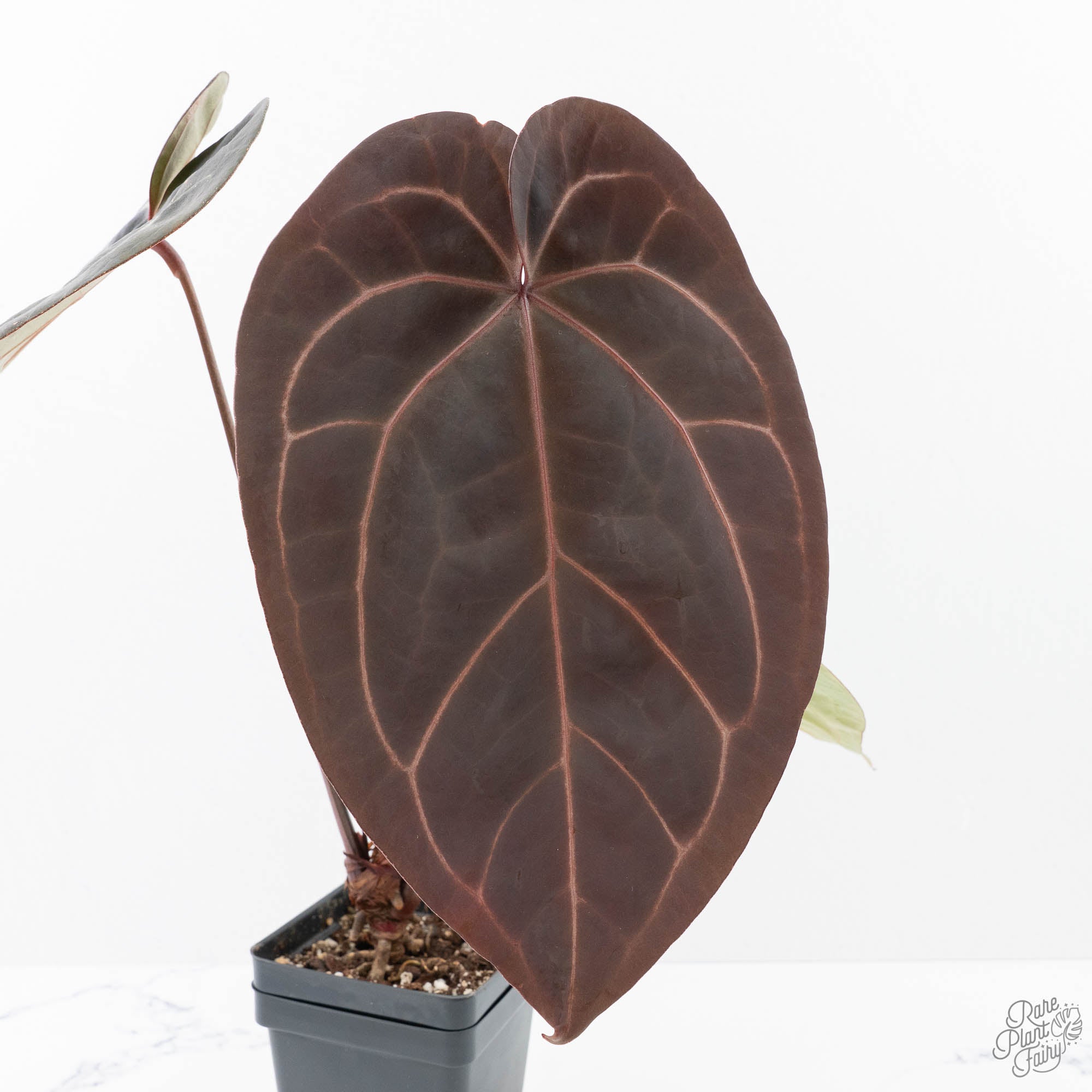 m*e様 Anthurium red velvet cake Anthurium Red Velvet Cake '24' x Zara '9' by DocBlock® (wk21-E
