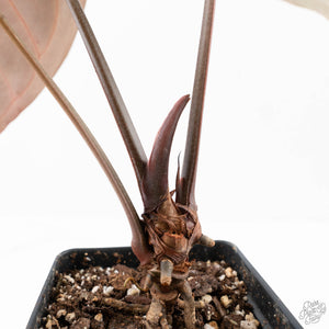 Anthurium Red Velvet Cake '24' x Zara '29' by DocBlock® (wk21-O)