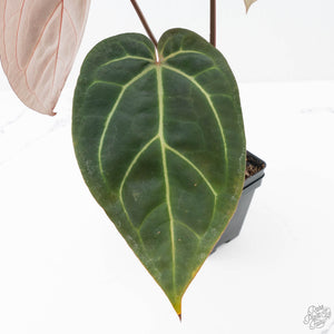 Anthurium Red Velvet Cake '24' x Zara '29' by DocBlock® (wk21-O)