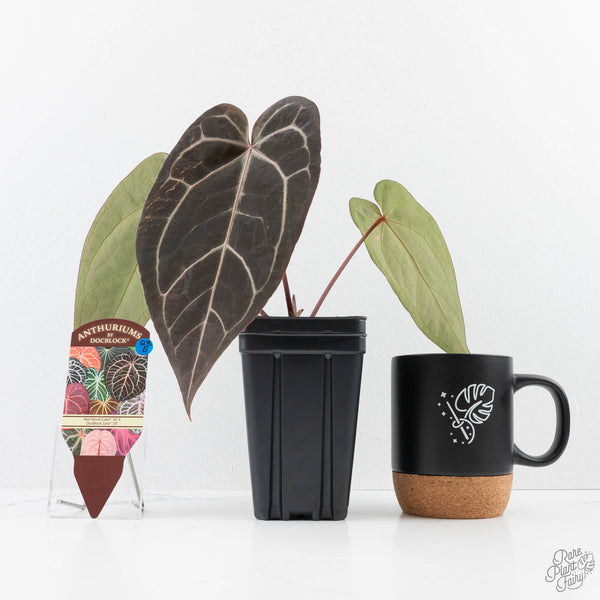 Anthurium Red Velvet Cake '24' x Zara '29' by DocBlock® (wk23-E