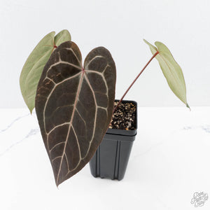 Anthurium Red Velvet Cake '24' x Zara '29' by DocBlock® (wk23-E)