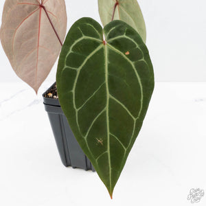 Anthurium Red Velvet Cake '24' x Zara '29' by DocBlock® (wk23-E)