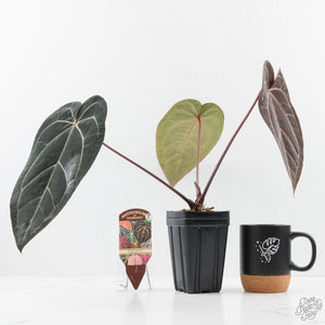 Anthurium Red Velvet Cake '24' x Zara '29' by DocBlock® (wk24-D)