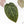 Anthurium Red Velvet Cake '24' x Zara '29' by DocBlock® (wk24-D)