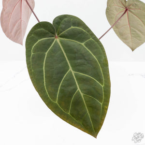 Anthurium Red Velvet Cake '24' x Zara '29' by DocBlock® (wk24-D)