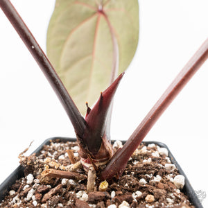Anthurium Red Velvet Cake '24' x Zara '29' by DocBlock® (wk24-D)