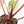 Variegated Anthurium Red Velvet Cake '24' x Zara '29' by DocBlock® (wk24-UI)