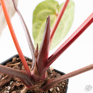 Variegated Anthurium Red Velvet Cake '24' x Zara '29' by DocBlock® (wk24-UI)