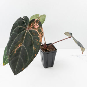 Variegated Anthurium Red Velvet Cake '24' x Zara '29' by DocBlock® (wk32-UI)
