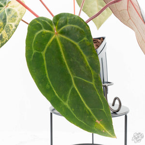 Variegated Anthurium Red Velvet Cake '24' x Zara '29' by DocBlock® (wk24-UI)