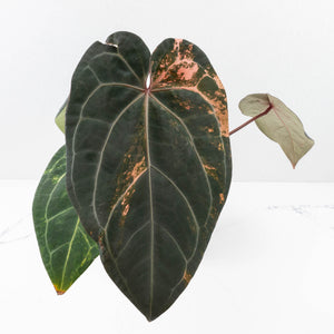 Variegated Anthurium Red Velvet Cake '24' x Zara '29' by DocBlock® (wk32-UI)
