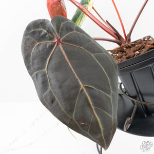 Variegated Anthurium Red Velvet Cake '24' x Zara '29' by DocBlock® (wk24-UI)