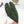 Variegated Anthurium Red Velvet Cake '24' x Zara '29' by DocBlock® (wk32-UI)