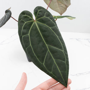 Variegated Anthurium Red Velvet Cake '24' x Zara '29' by DocBlock® (wk32-UI)