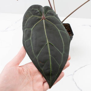 Variegated Anthurium Red Velvet Cake '24' x Zara '29' by DocBlock® (wk32-UI)