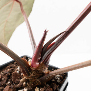 Variegated Anthurium Red Velvet Cake '24' x Zara '29' by DocBlock® (wk32-UI)
