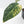 Variegated Anthurium Red Velvet Cake '24' x Zara '29' by DocBlock® (wk32-UI)