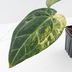 Variegated Anthurium Red Velvet Cake '24' x Zara '29' by DocBlock® (wk32-UI)