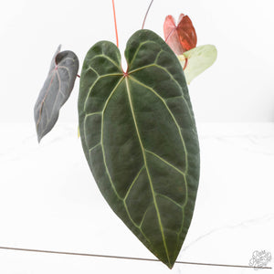 Variegated Anthurium Red Velvet Cake '24' x Zara '29' by DocBlock® (wk24-UI)