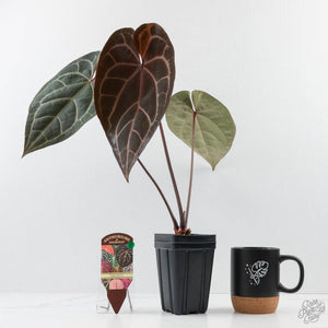 Variegated Anthurium Red Velvet Cake '24' x Zara '29' by DocBlock® (wk26-E)