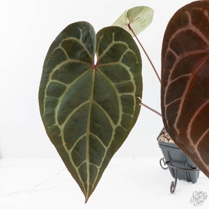 Variegated Anthurium Red Velvet Cake '24' x Zara '29' by DocBlock® (wk26-E)