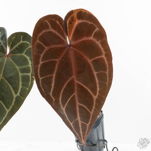 Variegated Anthurium Red Velvet Cake '24' x Zara '29' by DocBlock® (wk26-E)