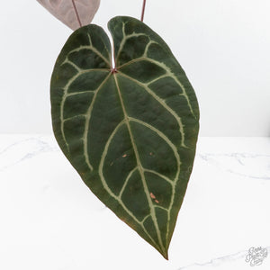 Variegated Anthurium Red Velvet Cake '24' x Zara '29' by DocBlock® (wk26-E)