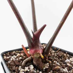 Variegated Anthurium Red Velvet Cake '24' x Zara '29' by DocBlock® (wk26-E)