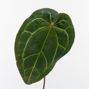 Anthurium Red Velvet Cake '24' x Zara '29' by DocBlock® (wk30-I)