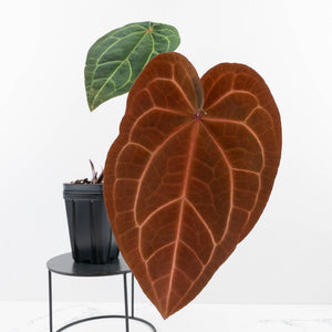 Anthurium Red Velvet Cake '24' x Zara '29' by DocBlock® (wk30-I)