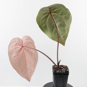 Anthurium Red Velvet Cake '24' x Zara '29' by DocBlock® (wk30-I)