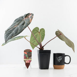 Variegated Anthurium Red Velvet Cake '24' x Zara '29' by DocBlock® (wk32-UI)