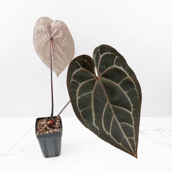 Variegated Anthurium Red Velvet Cake '24' x Zara '29' by DocBlock