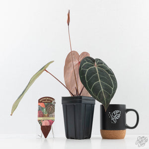 Anthurium Red Velvet Cake '24' x Zara '29' by DocBlock (wk38-L189)