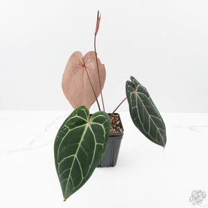 Anthurium Red Velvet Cake '24' x Zara '29' by DocBlock (wk38-L189)