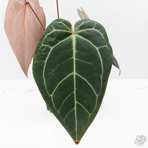 Anthurium Red Velvet Cake '24' x Zara '29' by DocBlock (wk38-L189)