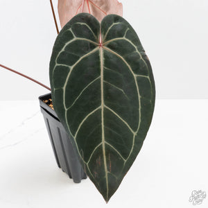 Anthurium Red Velvet Cake '24' x Zara '29' by DocBlock (wk38-L189)