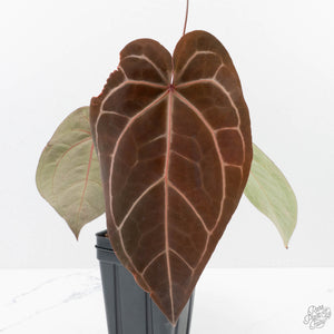 Anthurium Red Velvet Cake '24' x Zara '29' by DocBlock (wk38-L189)
