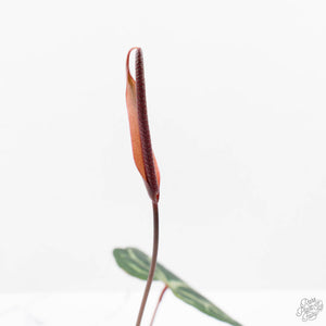 Anthurium Red Velvet Cake '24' x Zara '29' by DocBlock (wk38-L189)