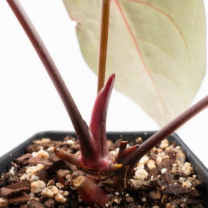 Anthurium Red Velvet Cake '24' x Zara '29' by DocBlock (wk38-L189)