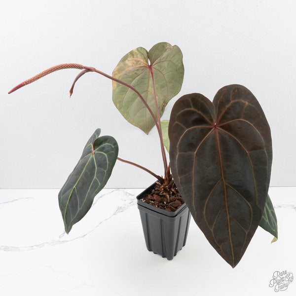 Anthurium 'Red Velvet Cake' division(脇芽) Anthurium Red Velvet