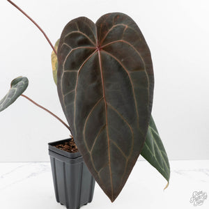 Variegated Anthurium Red Velvet Cake '24' x Zara '29' by DocBlock (wk39-U104)