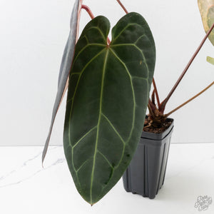 Variegated Anthurium Red Velvet Cake '24' x Zara '29' by DocBlock (wk39-U104)