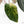 Variegated Anthurium Red Velvet Cake '24' x Zara '29' by DocBlock (wk39-U104)