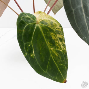 Variegated Anthurium Red Velvet Cake '24' x Zara '29' by DocBlock (wk39-U104)