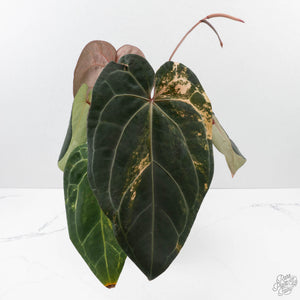 Variegated Anthurium Red Velvet Cake '24' x Zara '29' by DocBlock (wk39-U104)