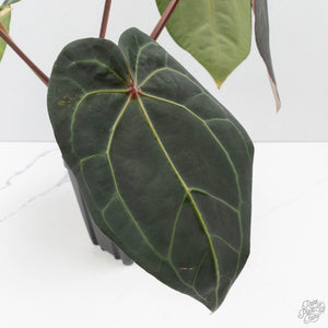 Variegated Anthurium Red Velvet Cake '24' x Zara '29' by DocBlock (wk39-U104)